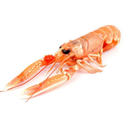 Langoustines Size 8/12 (800g)