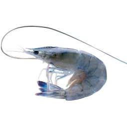 Obsiblue Prawns 31/40 (1kg)