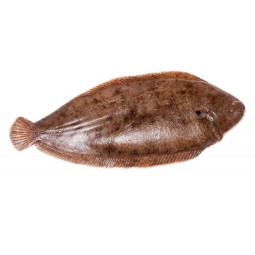 Dover Sole Whole, Gutted & Skin On (+300g)